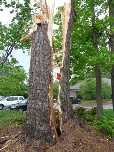 Boo-Boo inspects damage to the tree sustained during the recent tornado